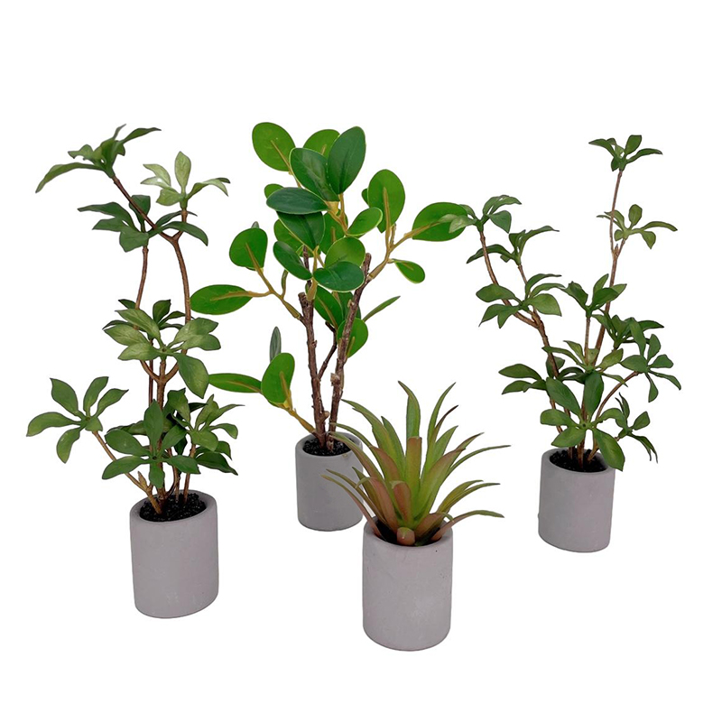 Plante l'inventaire en pot pou - Bonsai Garden House avis et prix