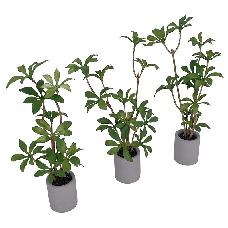 Plante l'inventaire en pot pou - Bonsai Garden House avis et prix