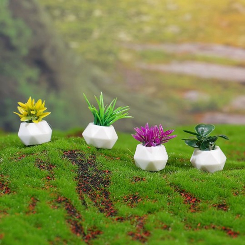 Plante Miniature en Pot pour m - Bonsai Garden House avis et prix
